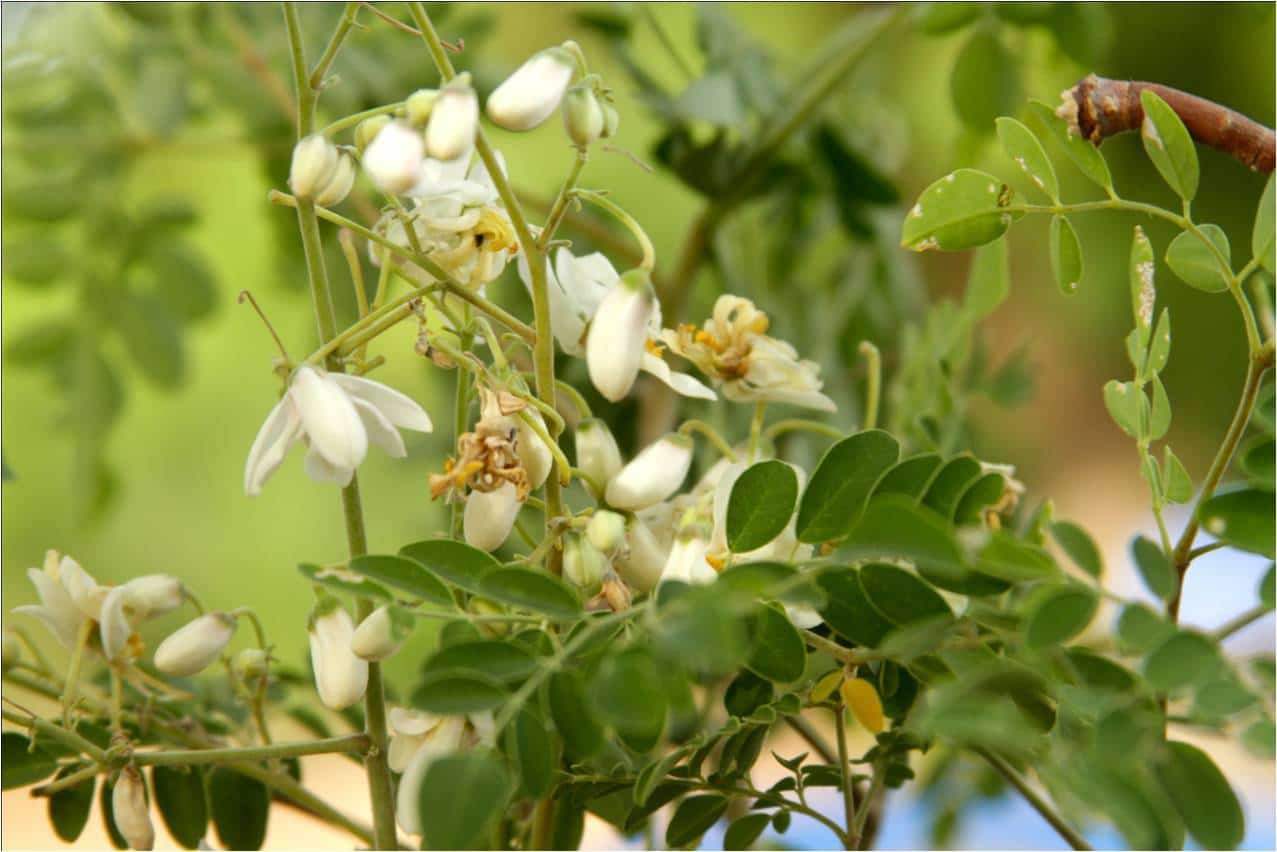 iswari-arbre-moringa